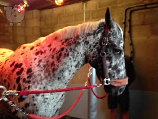 PoulaTo: 10 chronón Kfps Reg Friesian Mare